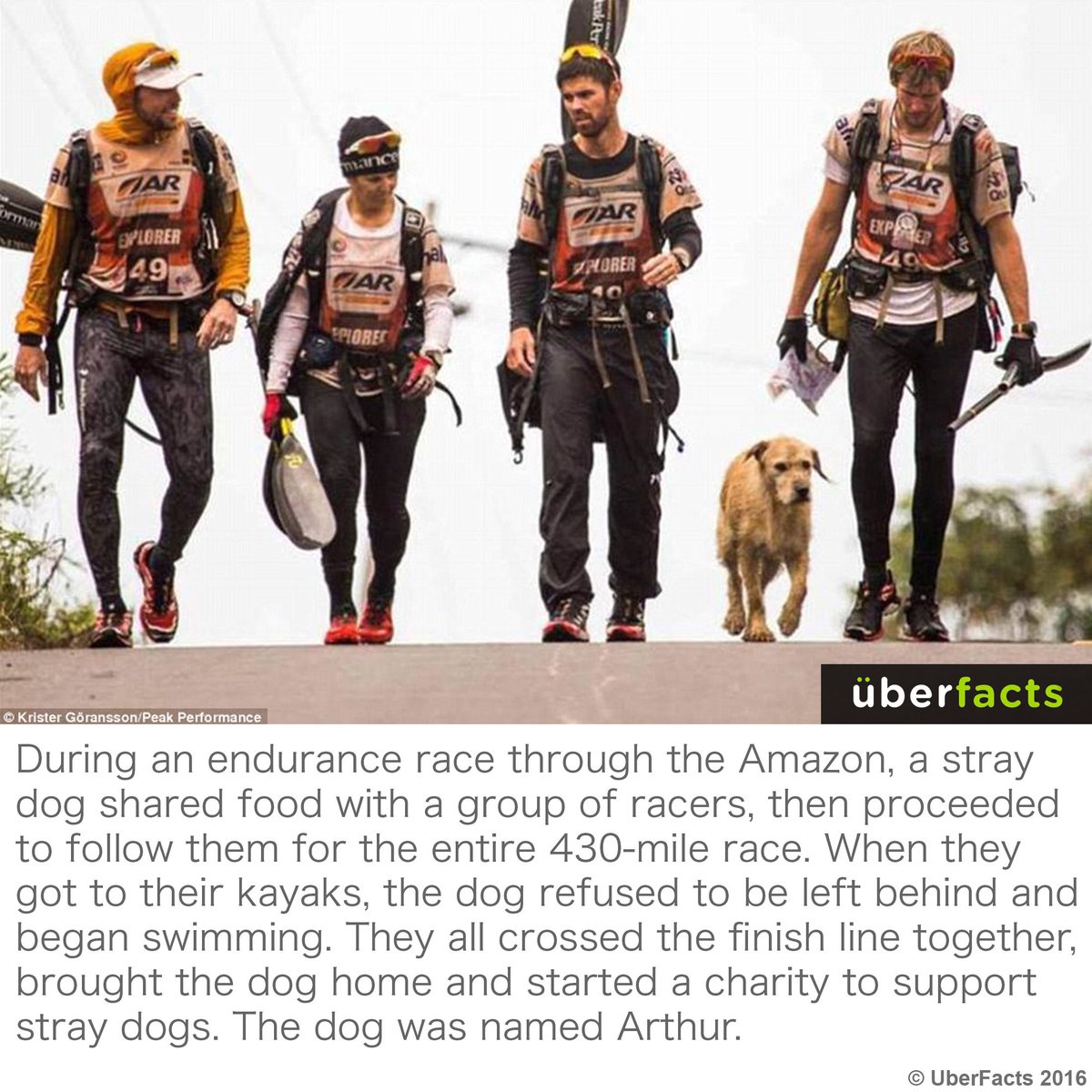 UberFacts's tweet photo. Arthur was not willing to be left behind... https://t.co/V0zDtZaNpj