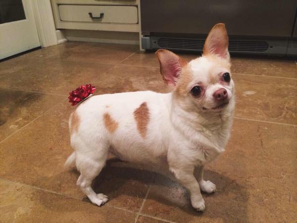 HumorStorm's tweet image. Got a bow on my panties because my ass is a present