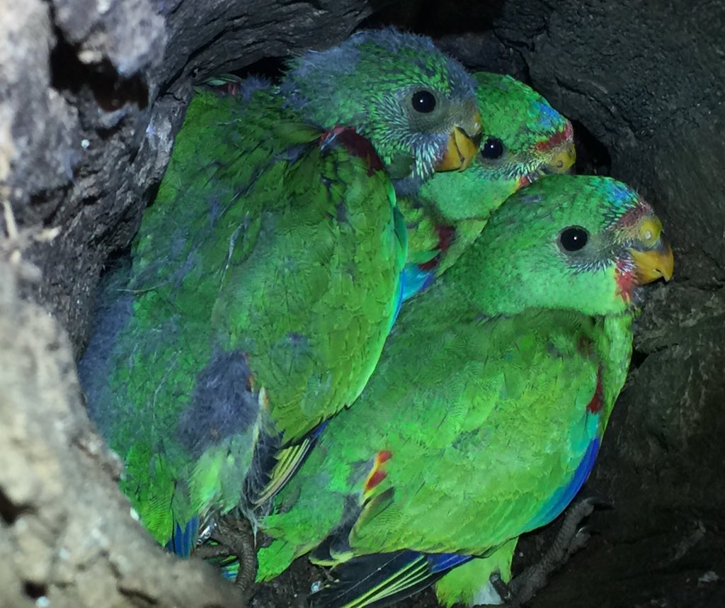 teamswiftparrot's tweet image. Look at these boxes! The Internet made these to save #swiftparrots!