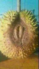 ghilank69's tweet photo. Duren rasa nambah...hihihi https://t.co/ToZcmCOuKL