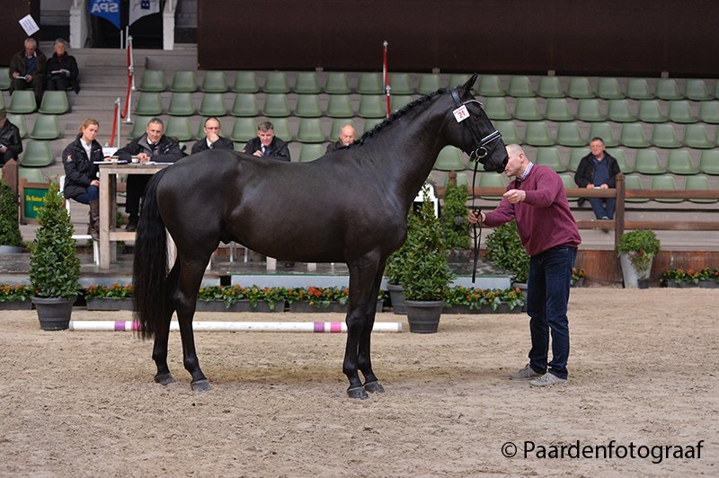B&amp;A Stables verwelkomde deze week Nelson Van De Bresser. Op b-abvba.be kan u alle foto's bekijken!
