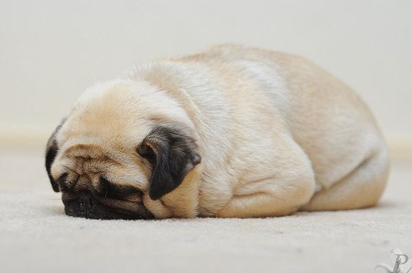 CutePicsOfPugs tweet picture