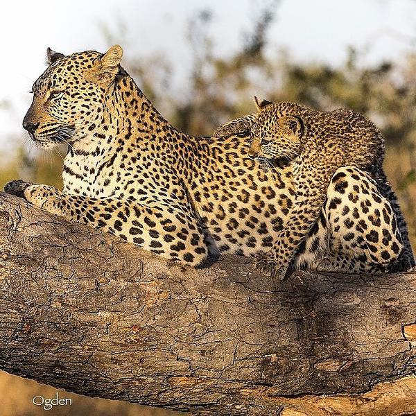 AMAZlNG_NATURE's tweet photo. Leopard Piggy Back https://t.co/tFJWyu2UIE