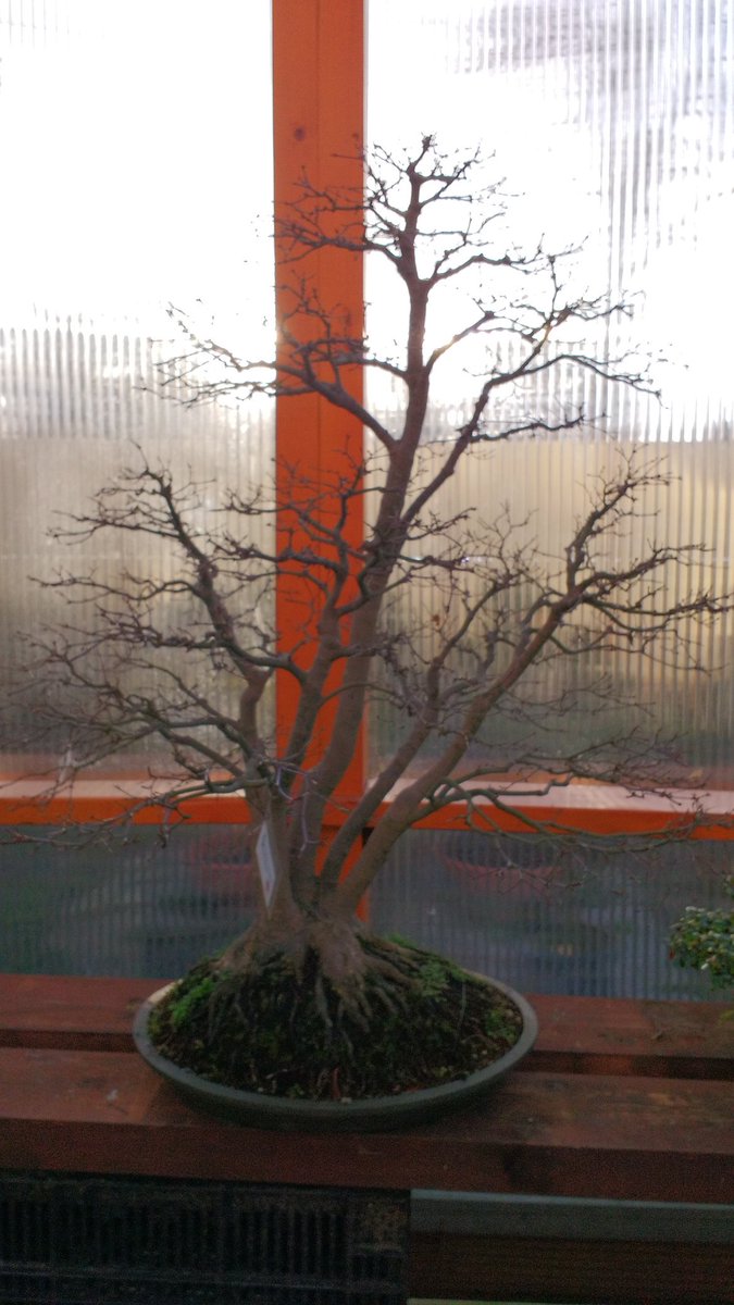 bonsaitj's tweet photo. #winterprunning #Bonsai @deshimabonsai.nl #energycontrol #redirecting growth to the right buds and branches https://t.co/PP4rdLjdky
