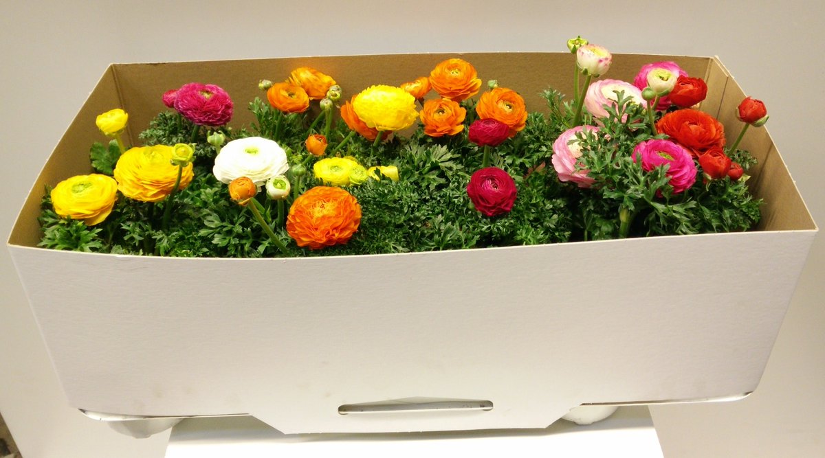 MEERgroothandel's tweet photo. De weekpromo's: Hyacint gem. 3kl, Narcis tete a tete en Ranunculus gem. Check de webshop! https://t.co/16xLWa66vh https://t.co/S9ymRcN9vy