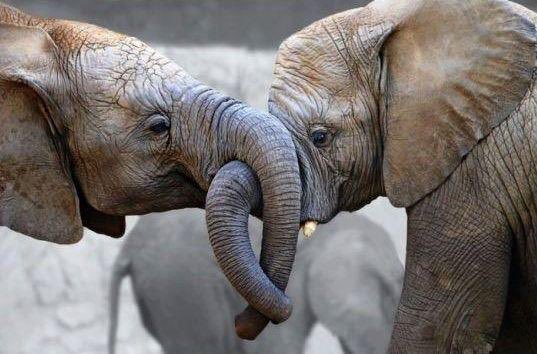 ramblingsloa's tweet photo. Love is contagious.
When I share love, it comes back to me multiplied.
Love opens every door.

Louise Hay https://t.co/zDPZTI7n4u