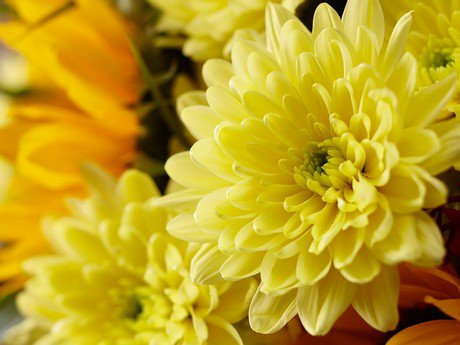 FloralDaily's tweet photo. Netherlands: Four steps to ensure best chrysanthemums @Gfresh4
https://t.co/tIxBDoAaPG https://t.co/8N5IWjrIIy