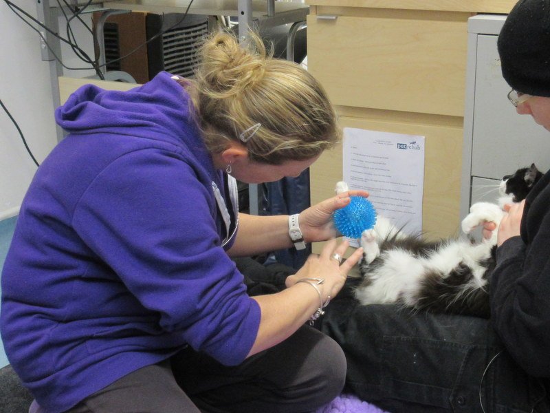 Using a textured physio ball for sensory feedback or proprioception on a cat's foot.