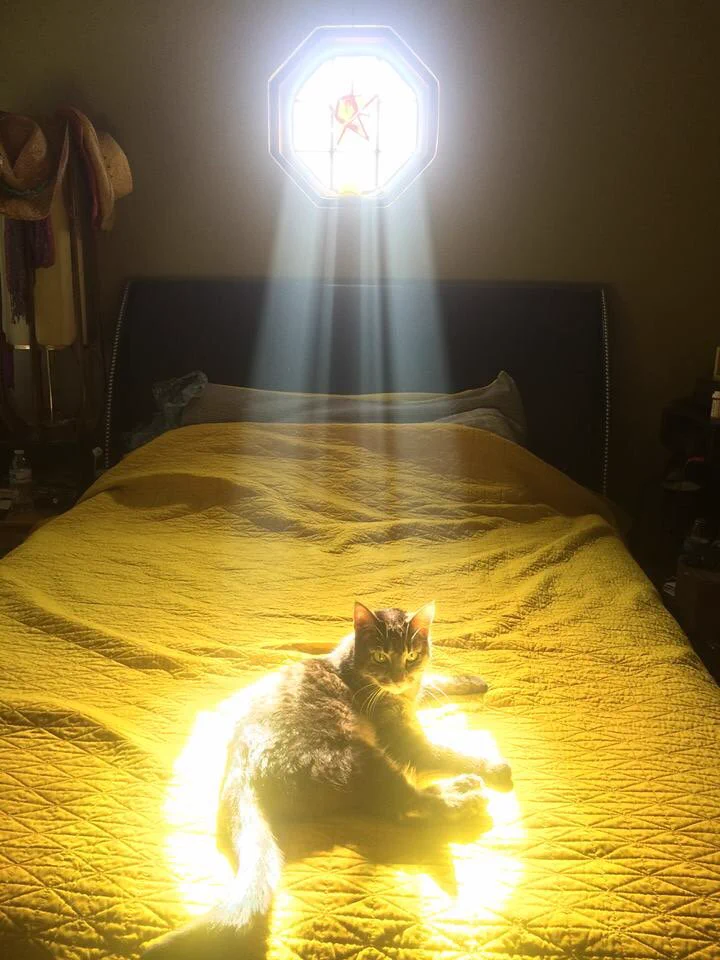 ほんとに画像加工無し！？猫ちゃんが神々しすぎて運気が上がりそうな件ｗｗｗ