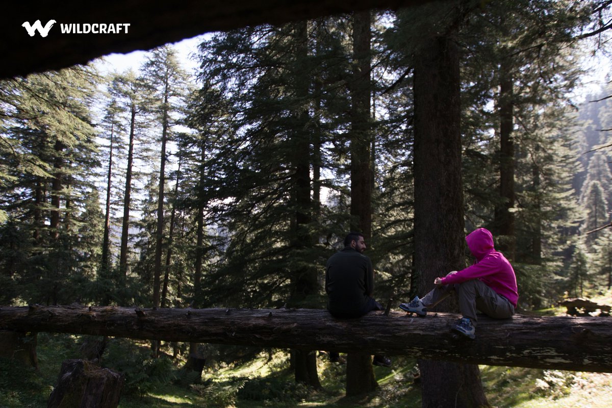 wildcrafttweet's tweet photo. A mid-week break under a cool, green canopy sounds about perfect, don't you think? #CatchTheCold https://t.co/RhXVmE2lOX