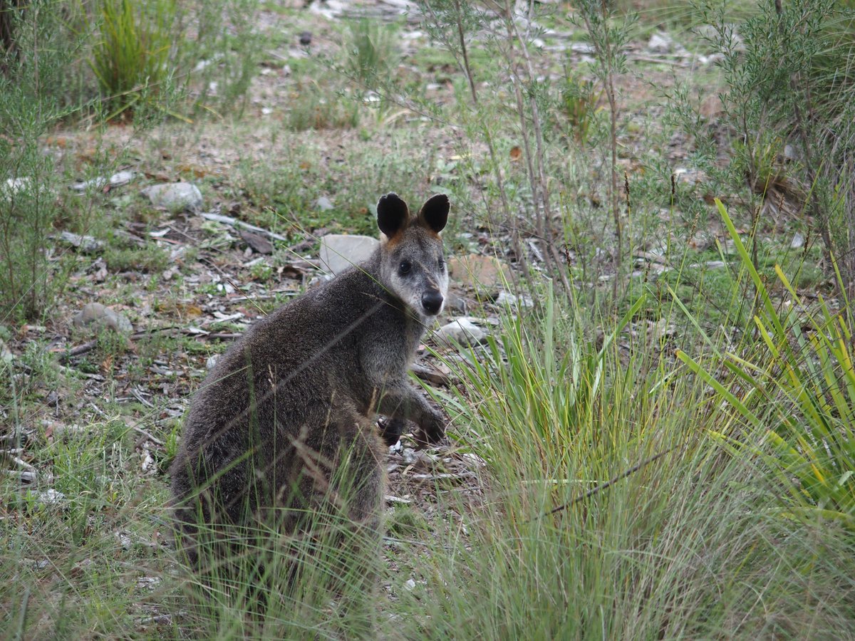 hsusi's tweet photo. 3 weeks in #Australia now. Nature is wonderful here! #wallabies https://t.co/Tvi1Rmwmcf