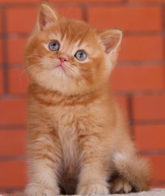 British Cattery Catskndom Twitter