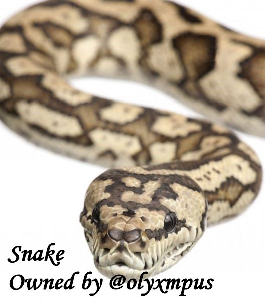 olyxmpus's tweet photo. @AH_MMenagerie Selamat sore! Olyxmpus - Slytherin - 
Owl&amp;Snake - Ingin mengganti kepemilikan pet kepada @dracaryzs https://t.co/mnaiXIhMPl