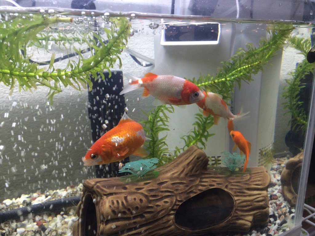 観賞魚飼育記録 Sakanasiiku Twitter