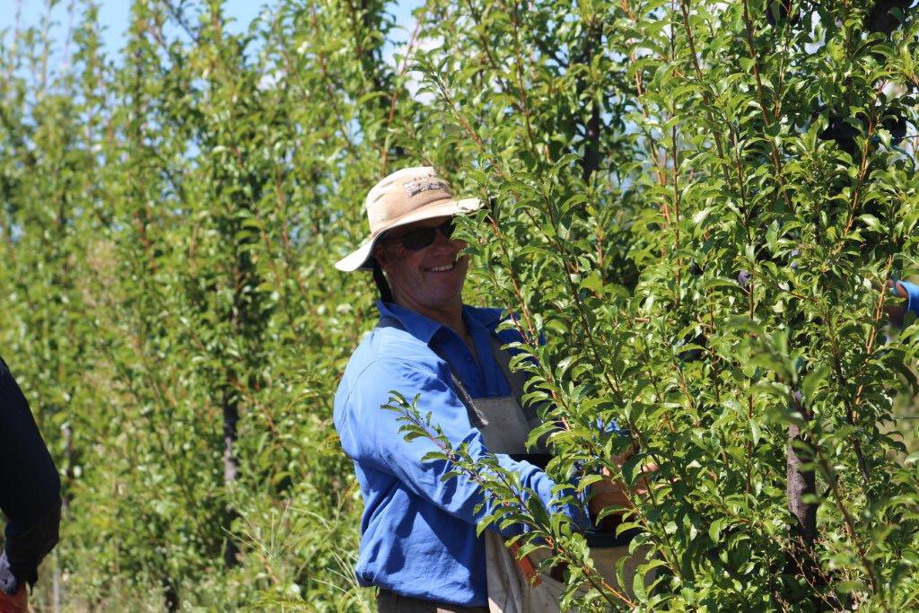 longwharff's tweet photo. Picking the famous Queen Garnet plums at Inglewood. #superfood #GoodRichFruitCo #nutrafruit https://t.co/da3PaICb08
