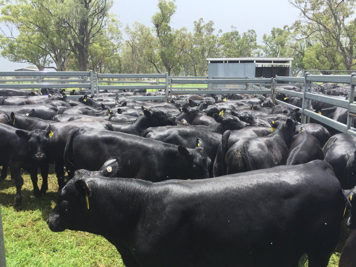 texasangus's tweet photo. Busy few days weaning. Weaning weights very high and cracking good calves. #angus #weaning #texasangus https://t.co/k5gJYOiPQm