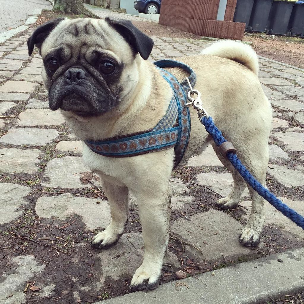 Puglee_Pug's tweet photo. Dreckispatz 💕 #mops #möpse #mopsliebe #mopstagram #pug #pugs #puglove #puglife #pugstagram #pugsofinstagram #pugsre… https://t.co/G4AQj1Lqvm