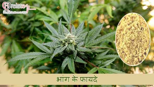 cshradhha's tweet photo. भांग खाने से भी आपको मिलते है कई फायदे:- https://t.co/meqwKYY0gW

#Food https://t.co/I9ColO4ugS