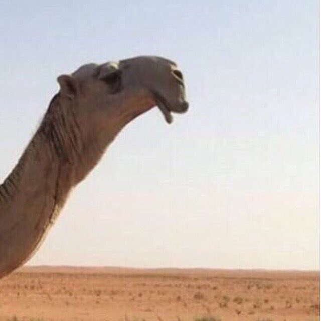 صاهودي ولد تمام الهرش
المالك حثلان بن ناصر السبيعي