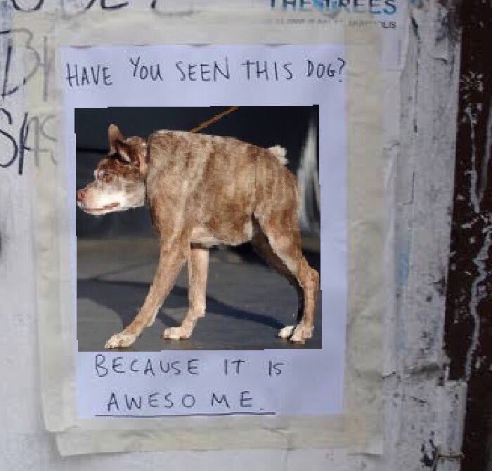 ItsKylesTweets's tweet photo. I found my dog again kyle https://t.co/7l0Tix4630