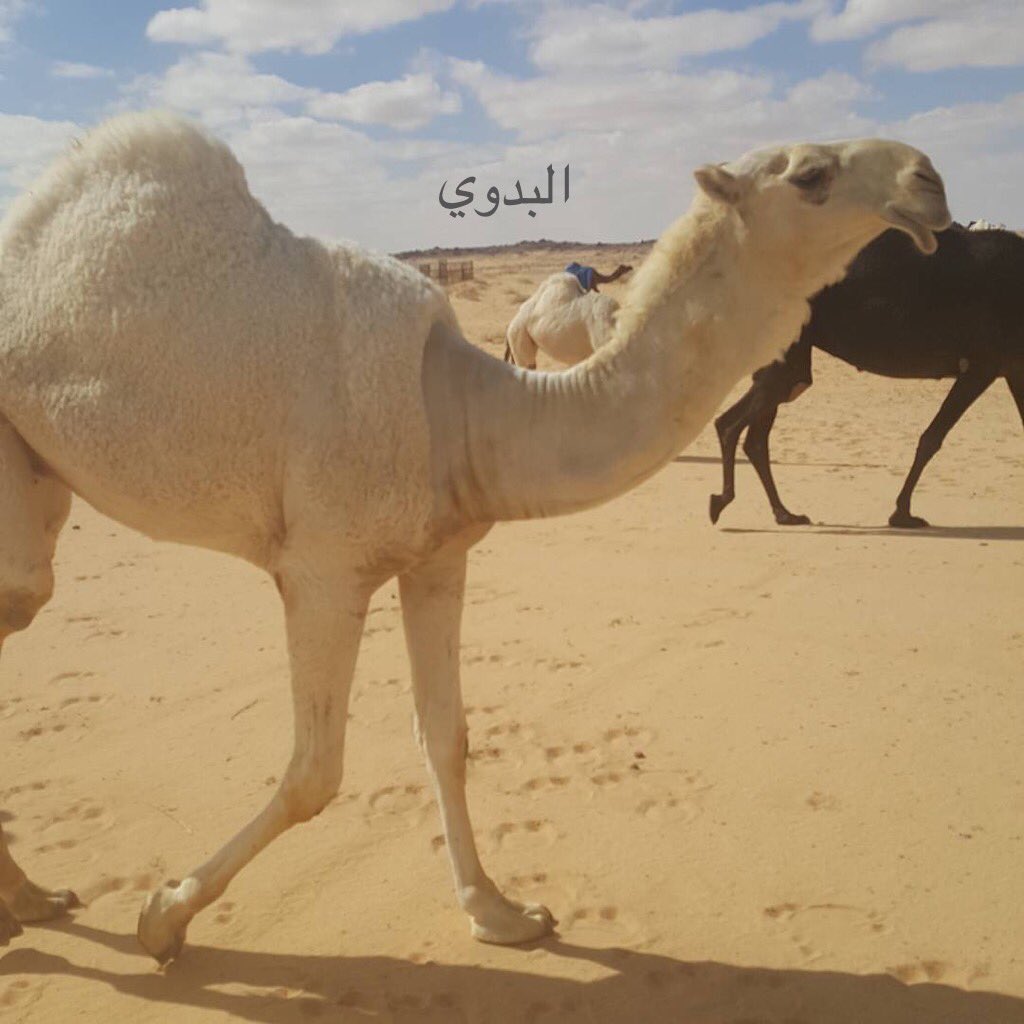 من اخر مشتريات الامير فهد بن سلطان بن عبدالعزيز ال سعود