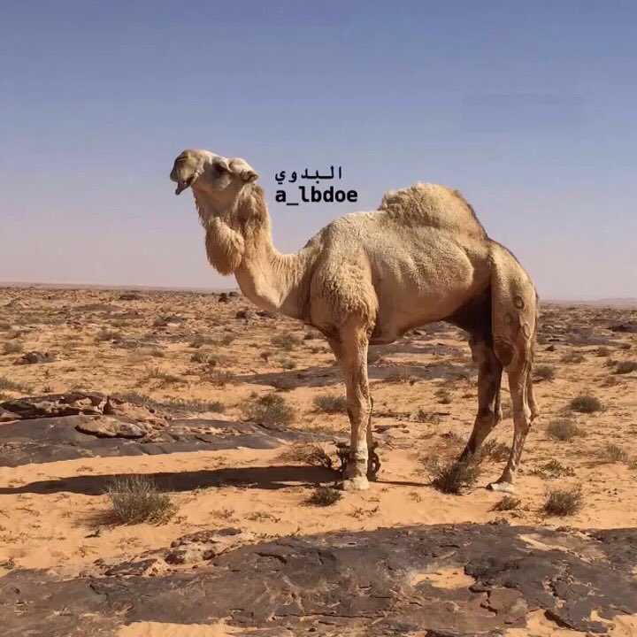 رمان المالك
الامير فهد بن سلطان بن عبدالعزيز ال سعود