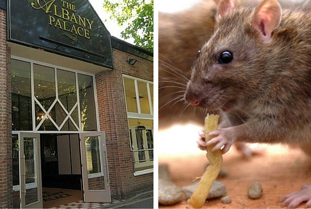 bathlive's tweet image. Wetherspoons closed after rat ran up customer's trouser leg and stole a chip bathchronicle.co.uk/Weatherspoons-…
