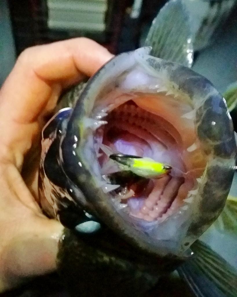 MatthewHeayn's tweet photo. Do you think this #walleye was #hungry? #rapala #shegone #catchandrelease @BAY_OF_QUINTE @Quinte_Region @rapalaarmy https://t.co/aVzQsVXKMS