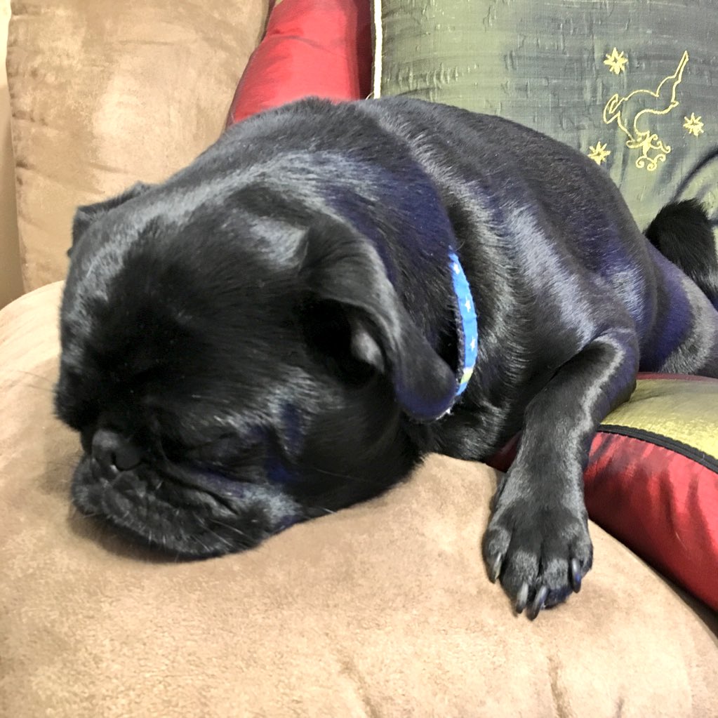 bizliz05's tweet photo. Just can't seem to wake up today!! Going to nap until #pugchat #Pippa #pug #tenhourslater https://t.co/HeYCv7CoAc