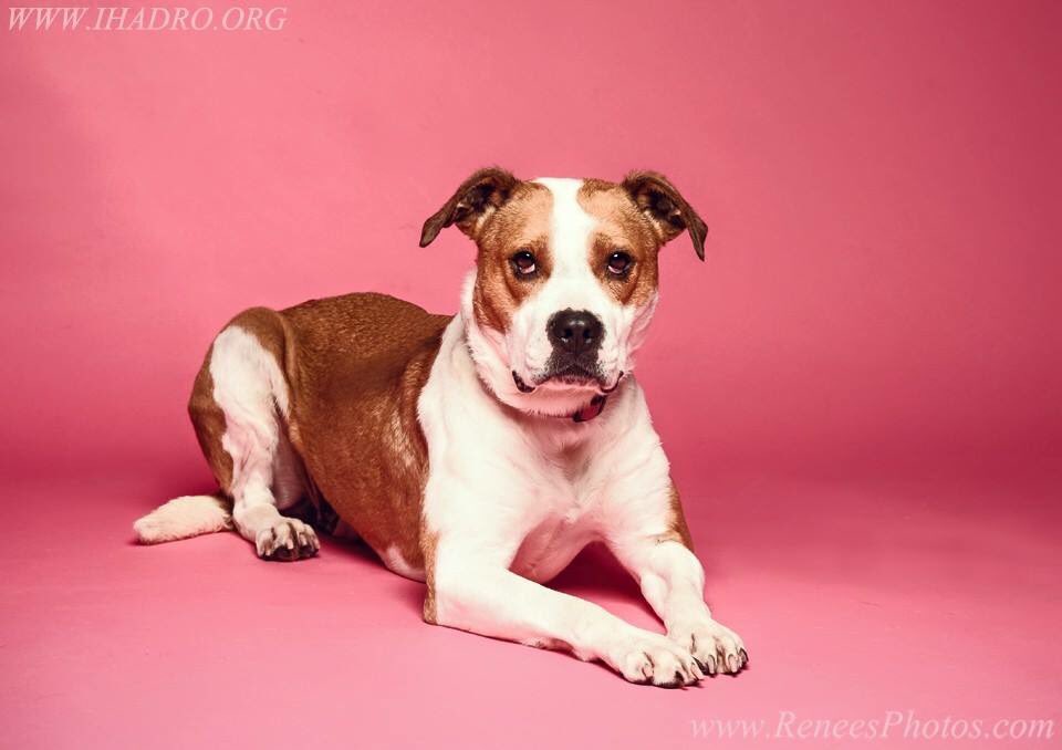 IHADRO614's tweet photo. Cinnamon will be @FurryValentine ❤️ To learn more, visit https://t.co/hBuKChX1Pv #AdoptDontShop #mfv #mfv2016 #dogs https://t.co/882dZ1FJKu