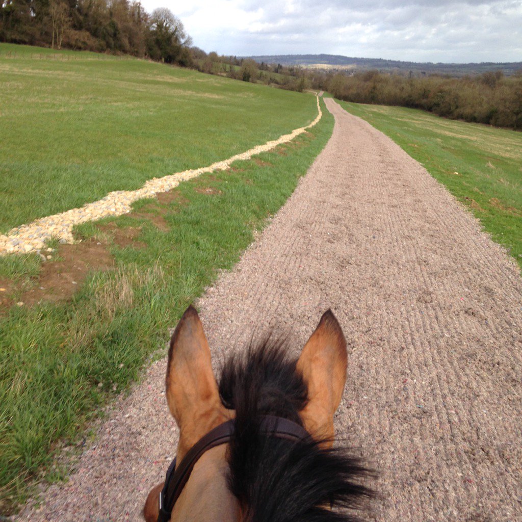 BlythTait's tweet photo. Just had a spin up @benpauling1 gallops. Maybe not as quick as Barter's Hill but just as keen #topsurface #cobwebs https://t.co/yc2LqlDKVf