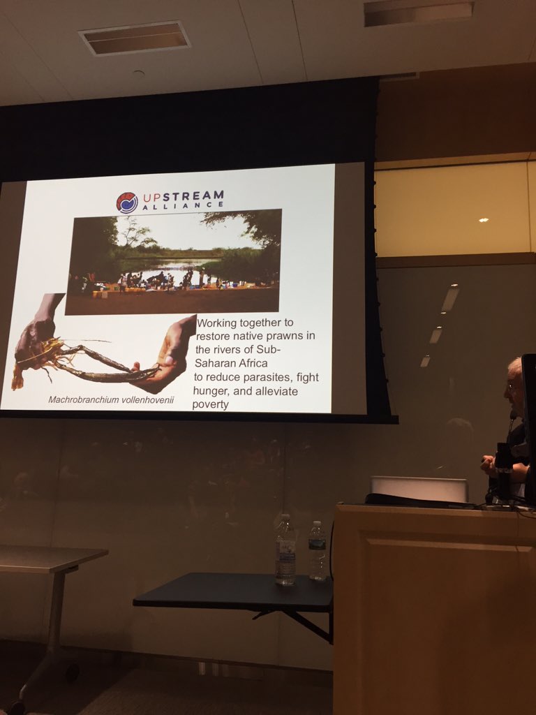 perforin's tweet photo. #SIRIS2016 David Rollinson speaking on #prawn control of #schistosomiasis  @teamupstream https://t.co/2wRESACc68