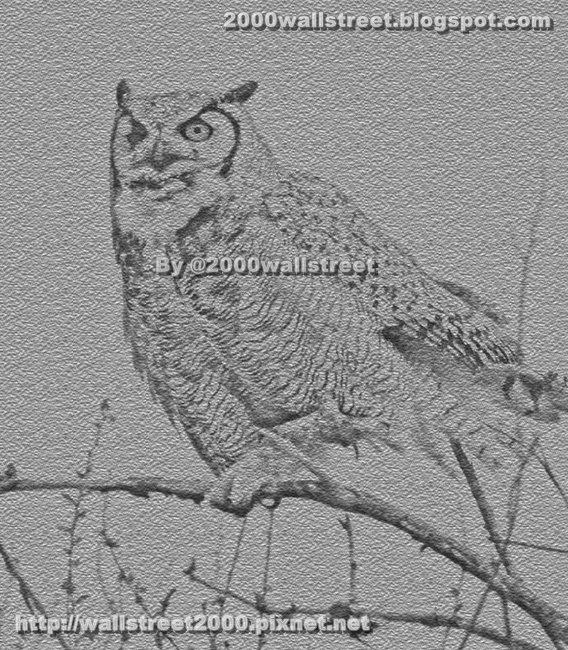 #owllover #owl #nature #cute #bird #birds