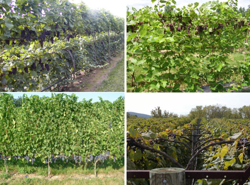 wineflightchile's tweet photo. Fundamentos del Manejo del Dosel o Canopy https://t.co/4rjJNO1lMC`

// #canopia #viticultura #viñedo https://t.co/PrfDwlXSAN