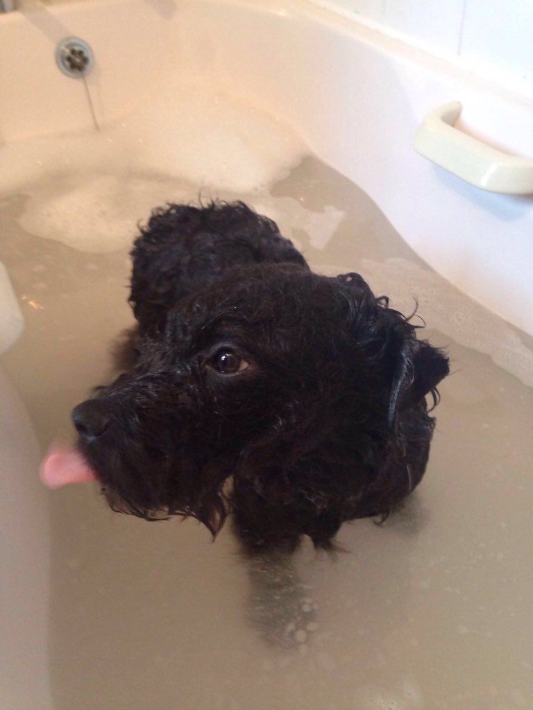 Oh the ignominy of it all. Just because I rolled around in a tiny fox turd!!