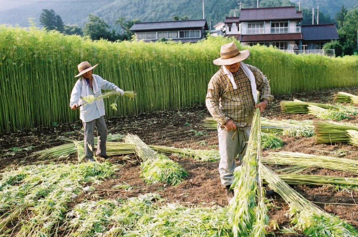 Hemp_Farmers's tweet photo. Japanese Hemp Harvesting. https://t.co/5tefPtlDSJ