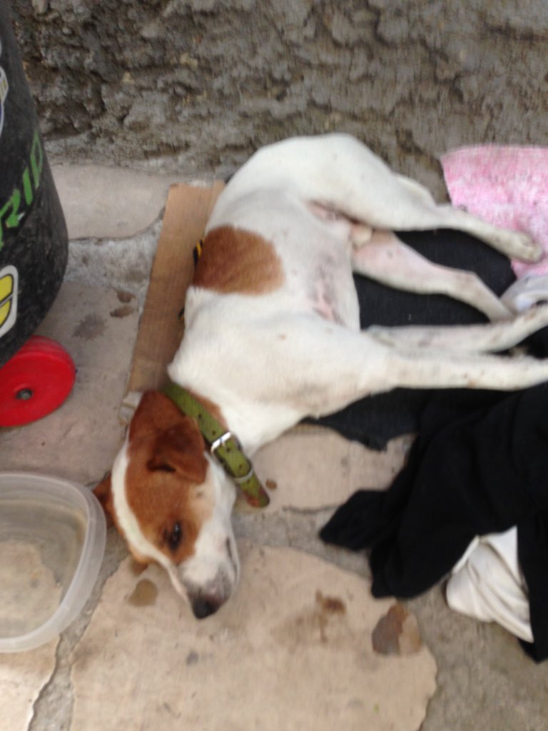 <a href="/infoanimalchile/">Info Animal Chile 🇨🇱</a> <a href="/NoticieroAnimal/">NOTICIERO ANIMAL ® 🐾</a> <a href="/Amigosd4patas/">animalistas chile</a> encontramos a este amigo en av padrehurtado las condes ayuda please