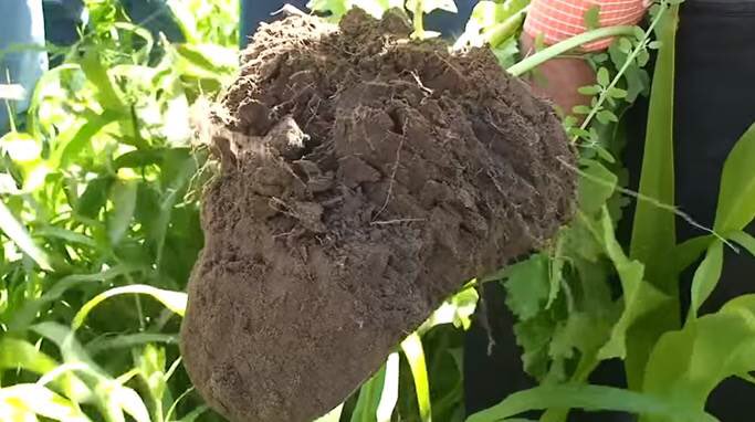 USDA_NRCS's tweet photo. “The more beneficial microbes you have in the soil, the more vigorous plant growth will be.” https://t.co/kmw5mbgUKi https://t.co/aNRkCp17DJ