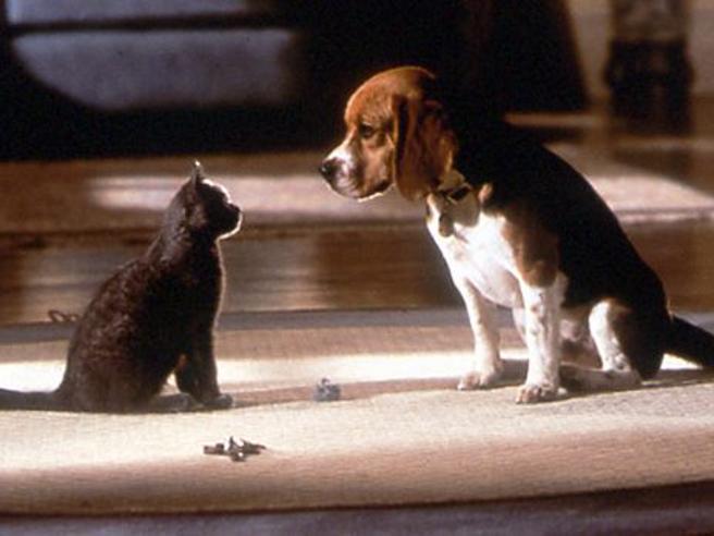 Lo studio conferma: chi ha un cane in case è più felice di chi ha un gatto goo.gl/wMRZRP