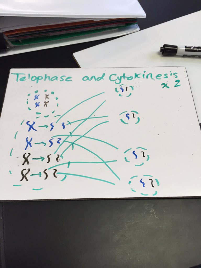 bayleeu_lhs's tweet photo. #LHS_genetics @beckerman_lhs #advbio2 https://t.co/U9LtDbz096