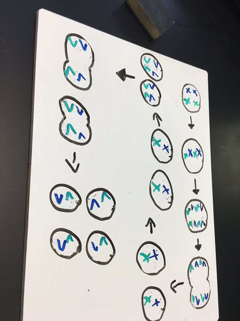 AlexanderA_LHS's tweet photo. #LHS_Genetics @Beckerman_LHS #advbio2 https://t.co/em3e6jeOnY
