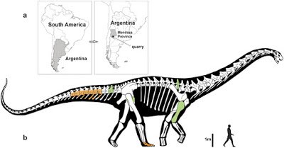 Notocolossus gonzalezparejasi > un nou gegant argentí ow.ly/XRdPL (via <a href="/jovepaleontoleg/">Joel López Parés</a>) #Paleontologia