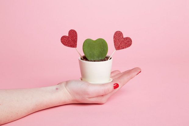 TheSill's tweet photo. Why @dominomag thinks our Heart Hoya is the perfect #ValentinesDay gift: https://t.co/uPAZUs45py #SendALike https://t.co/QVyD0Cdbpi