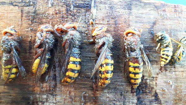 See #hornets on left with #wasps to the right 4 scale. Found in a fellow beekeepers @danieljmarsh apiary. Whoppers!