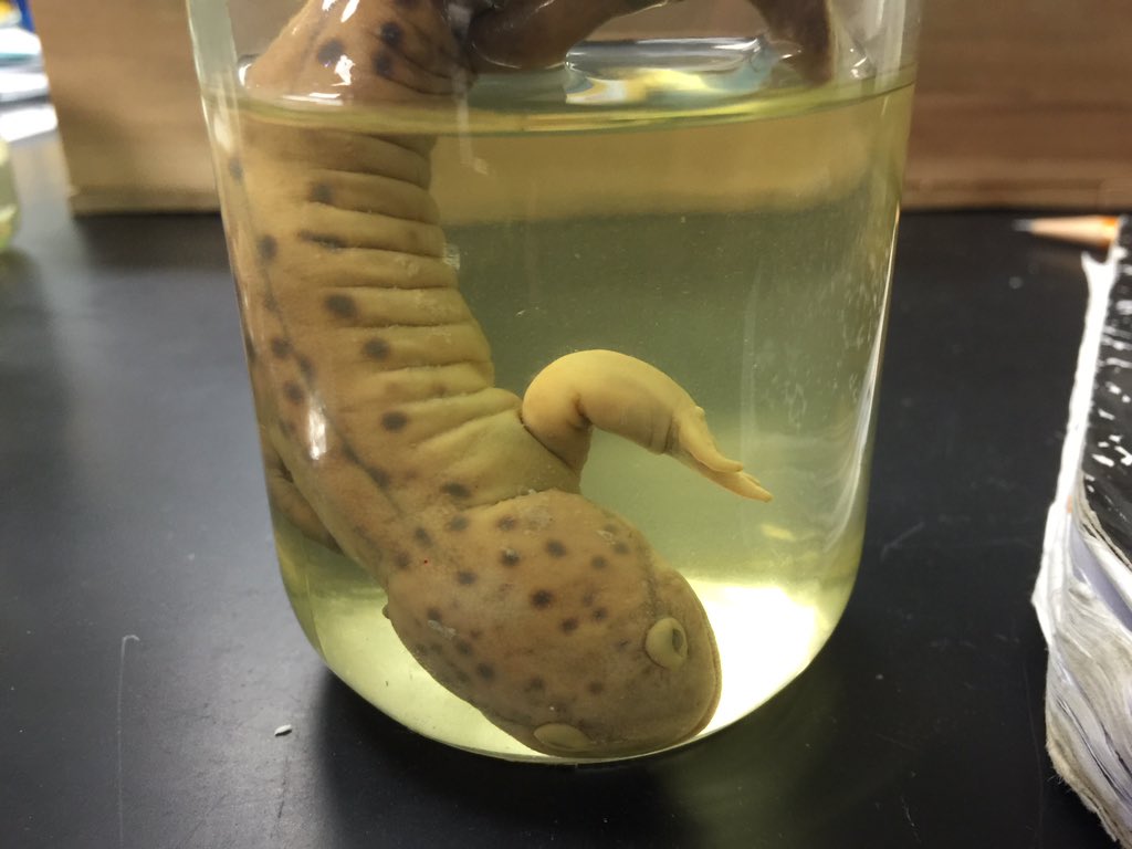 zacharysuarez00's tweet photo. Beast! #silvascience @UpAndAtom2 https://t.co/jDPqWig62h