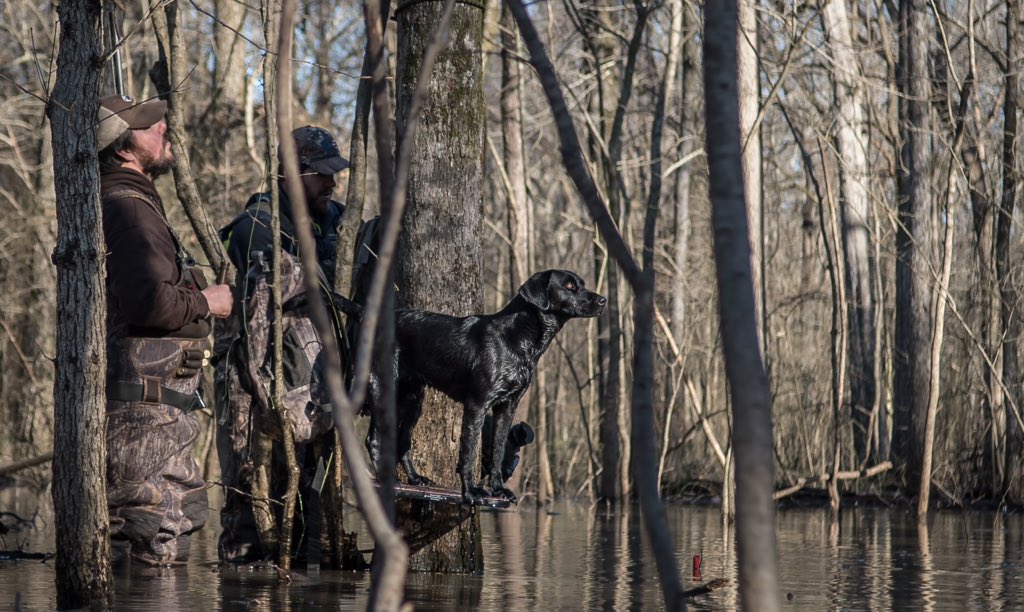 Watching and waiting. <a href="/drakewaterfowl/">Drake Waterfowl</a>  <a href="/Benelli_USA/">Benelli USA</a> <a href="/MossyOak/">Mossy Oak</a> <a href="/EternityOutdoor/">Eternity Outdoors</a>