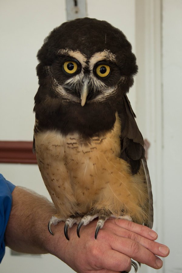 #owllover #owl #cute #bird