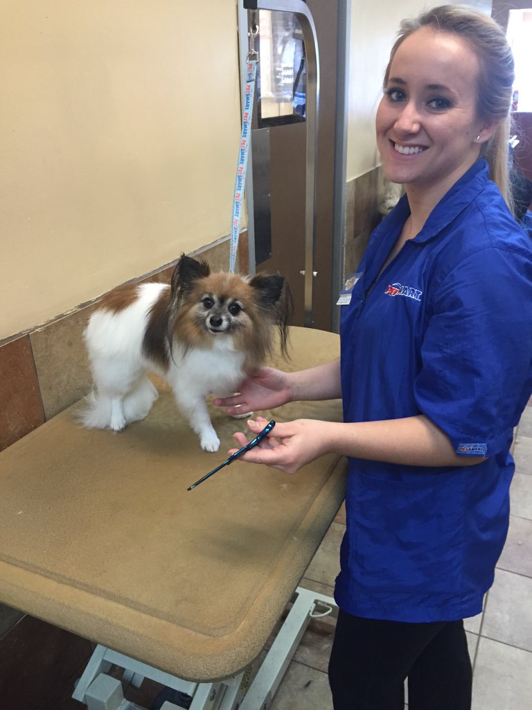brittanyamoon's tweet photo. Hand scissoring one of my long time request clients! No pressure Sarah! #DATsStandout @KurtD_Salons @PetSmart_DaveK https://t.co/EgDcLvELmp