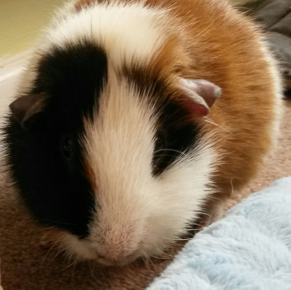 john_bartrop's tweet photo. Lost our Guinea pig #Dougle today. #Rip Dougle.💔❤ https://t.co/4Sw7r5NSEg