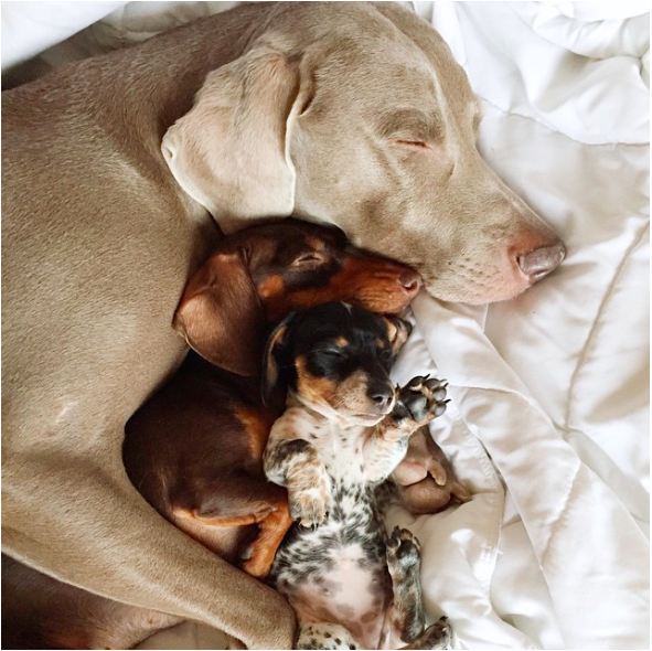 Wishing we could join this snuggle fest, but we're hard at work instead. #rainy #wednesday instagram.com/p/62g8h4LP6W/